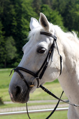 Pferdekopf - weisse Stute