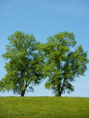 Fototapeta na wymiar bäume