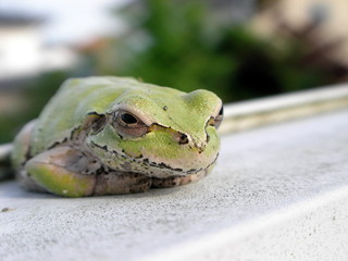 アマガエルのアップ