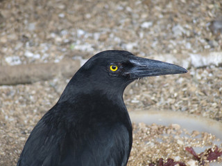 black currawong