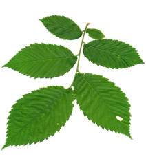 american elm
