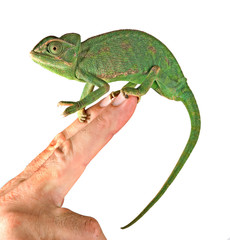 Fototapeta premium Close up of chameleon sitting on fingers