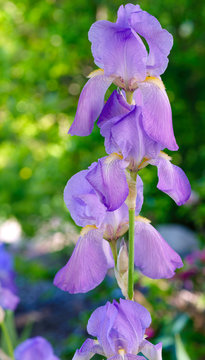 Beautiful lavender-hued tall iris
