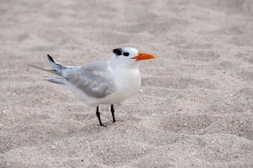 Royal Tern