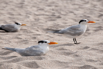 Royal Terns
