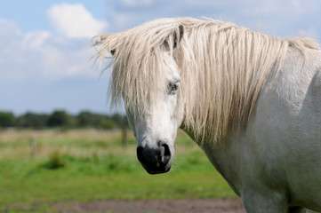 Weisses Pony