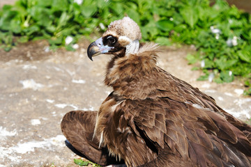Black Vulture