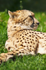 Cheetah resting on the grass
