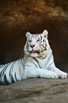 White Bengal tiger resting on a rock