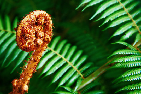 Unravelling fern frond closeup, New Zealand symbol