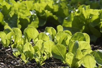 Salad seedlings, Salat Setzlinge