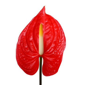Red anthurium isolated on white