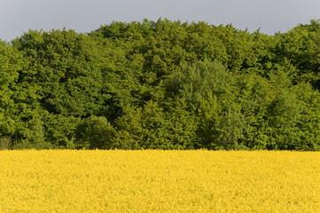 Rapsfeld