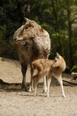 Davidshirsche (Kuh mit Kalb)