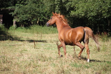 Obraz premium ausgelassen