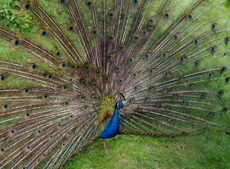 Pfau zeigt seine Pracht