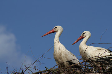 Storchenpaar im Nest