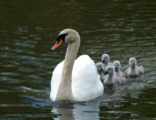 Swan and Cygnets