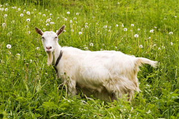 White goat standing in a green field