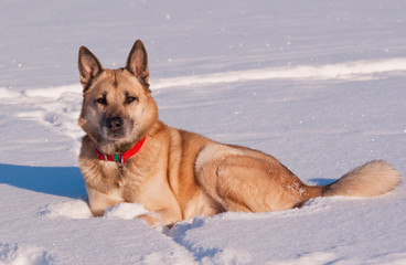 West SiberianLaika lying on a snow