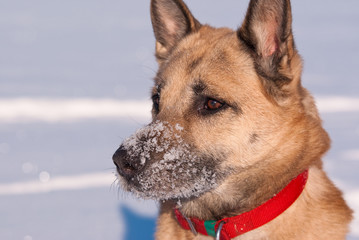 Winter dog