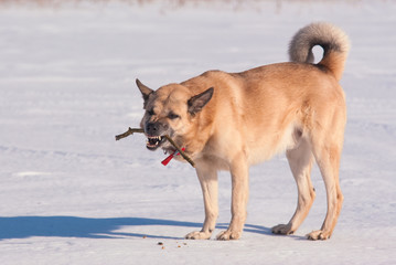 West Siberian Laika (Husky) playing with a stick