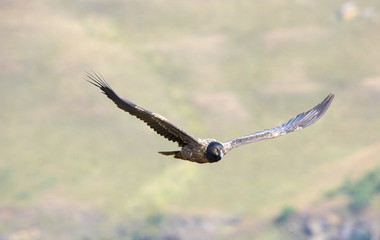 Lammergeyer or Bearded Vulture