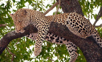 Fototapeta premium Leopard sleeping on the tree