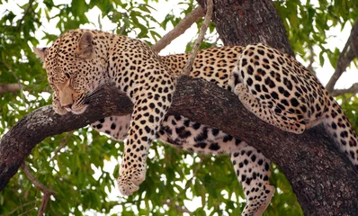 Fototapeten Leopard schläft auf dem Baum © Hedrus