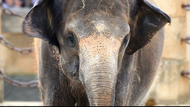 elefant