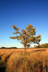 big oak on yellow field