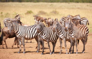 Naklejka na ściany i meble Herd of zebras (African Equids) and Blue Wildebeest (Connochaete
