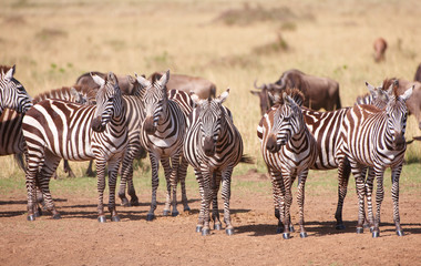 Fototapeta na wymiar Stado zebr (African rodowodowych) i pręgowane (Connochaete