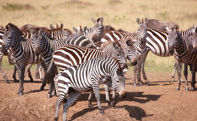 Obraz na płótnie Canvas Herd of zebras (African Equids)