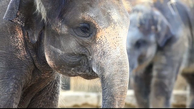 elefant