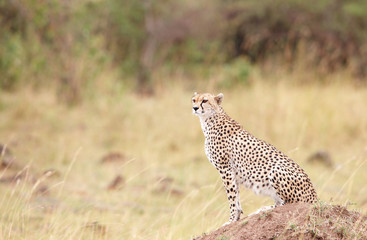 Cheetah (Acinonyx jubatus) sitting in savannah