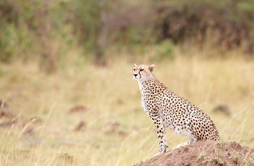 Cheetah (Acinonyx jubatus) sitting in savannah