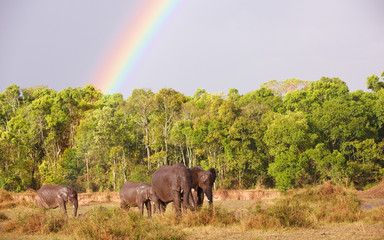 Large herd of Bush Elephants (Loxodonta africana)