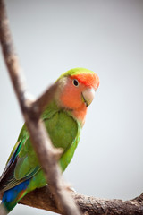 lovebird