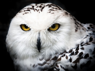 Snowy Owl