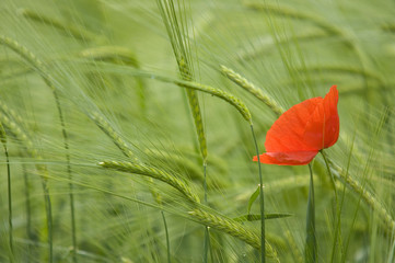 Naklejka premium Mohnblume im Gedreidefeld