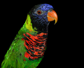 Rainbow Lorikeet