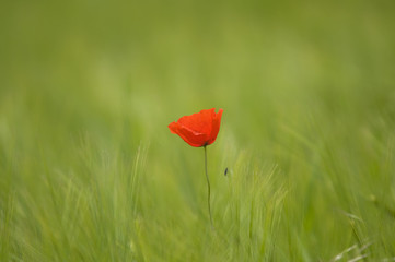 Mohnblume im Gedreidefeld