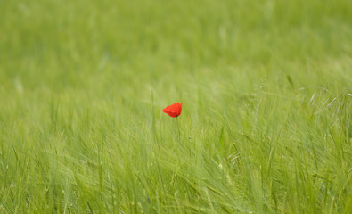 Mohnblume im Gedreidefeld