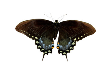 Naklejka premium Spicebush Swallowtail