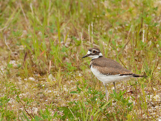 Killdeer, Charadrius vociferus