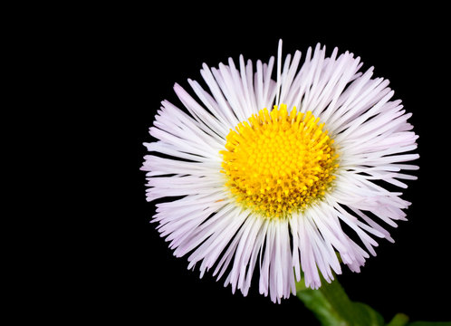 Fototapeta Common Fleabane, Erigeron philadelphicus
