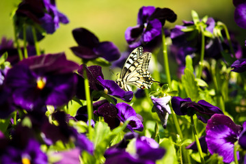 beautiful  butterfly