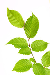 Plakat zielone liście
