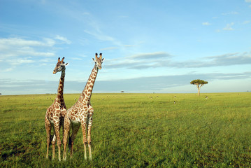 giraffe nel parco Masai Mara